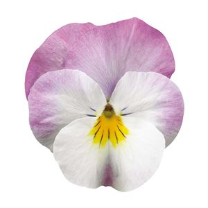 Afbeelding van Viola P9 kleinbloemig Deltini Rose pink